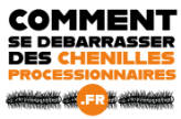 Comment se débarrasser des chenilles processionnaires