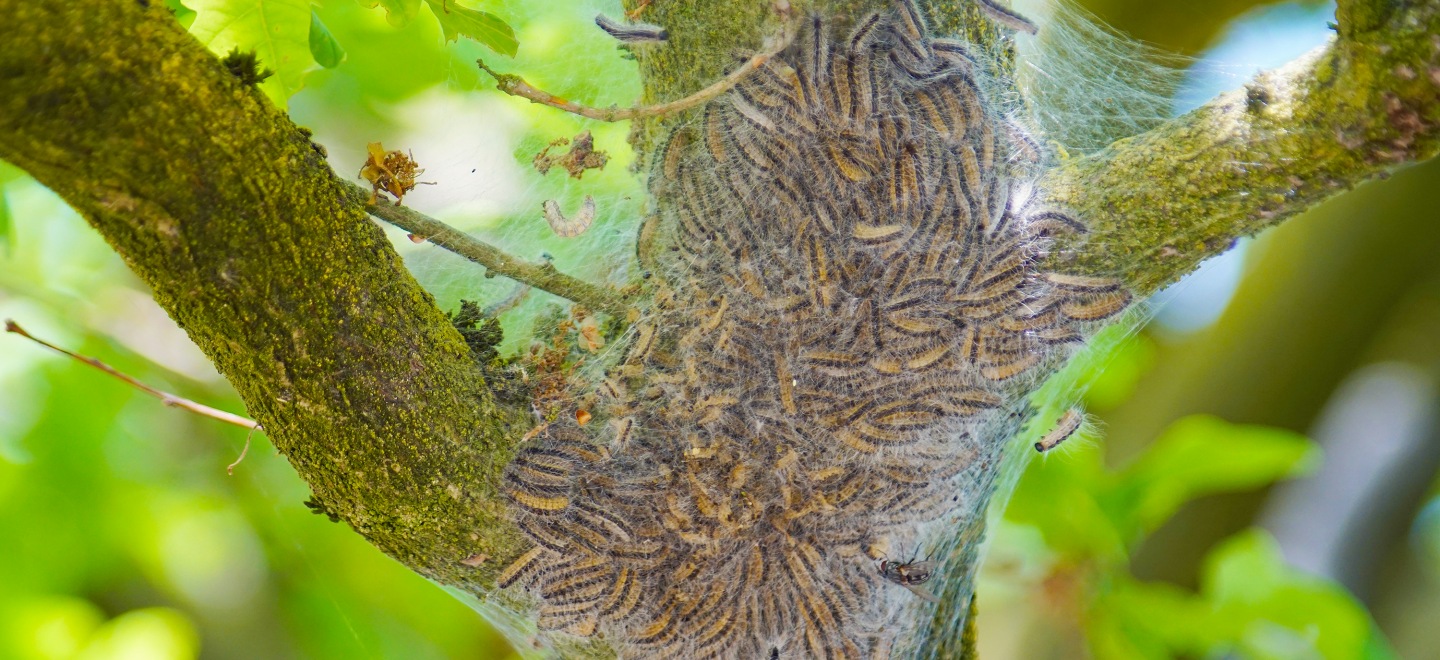 Se débarrasser des chenilles processionnaires Gray