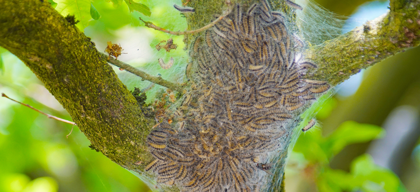 Se débarrasser des chenilles processionnaires Vitrolles