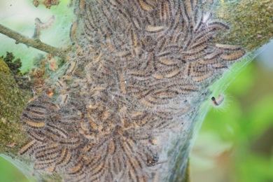 4slowovgm6dl Se débarrasser des chenilles processionnaires Alès