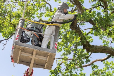 fc1crj5lqjg3 Se débarrasser des chenilles processionnaires à Saint-Gilles