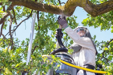 k4e2zvbtboqm Se débarrasser des chenilles processionnaires Alès