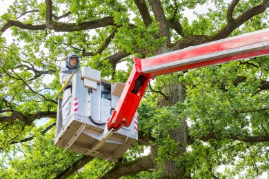 tj7hz6gz9dnl Se débarrasser des chenilles processionnaires Alès